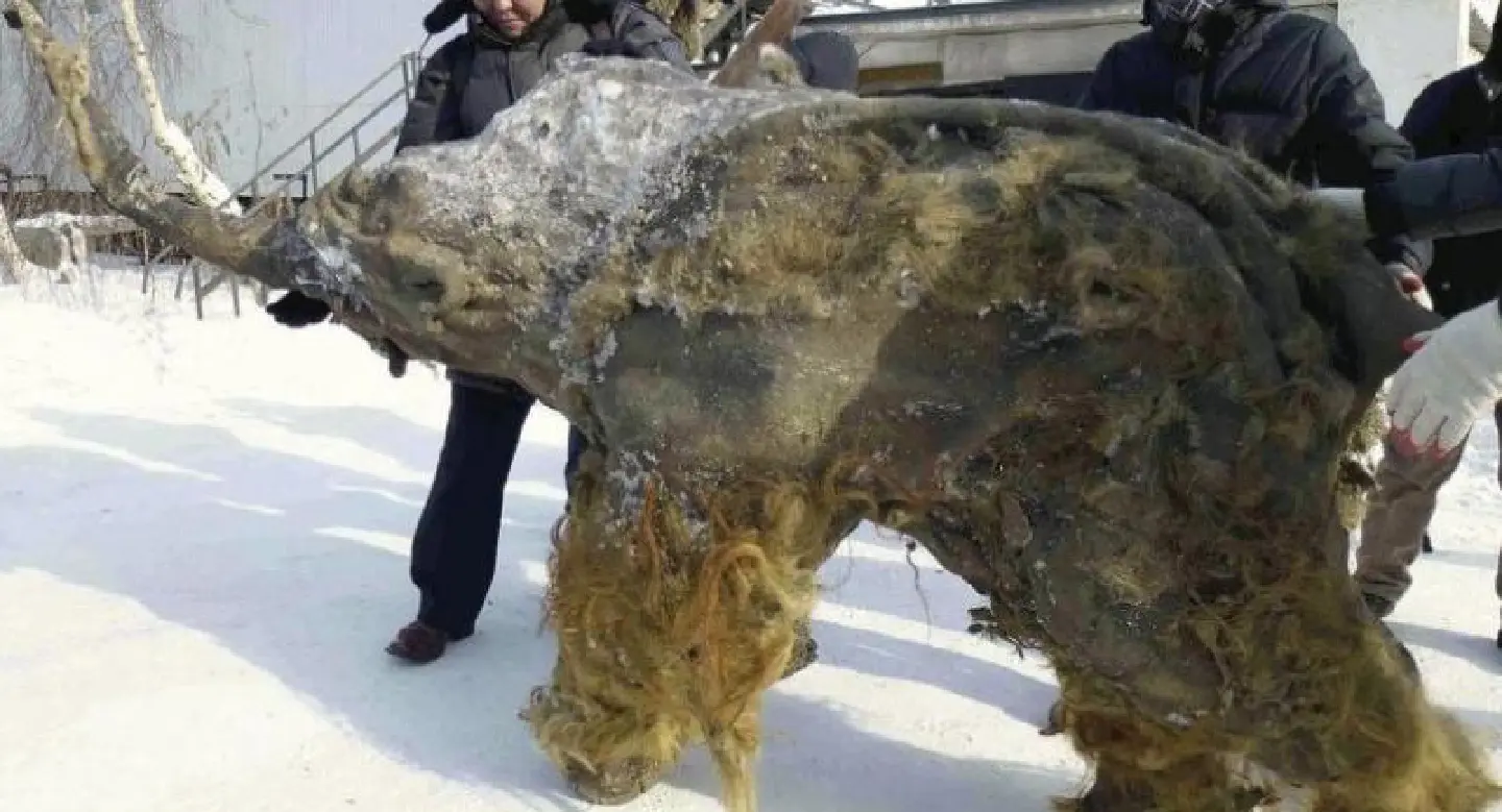 International research team ‘wakes up’ mammoth cell nuclei in Japan International research team ‘wakes up’ mammoth cell nuclei in Japan