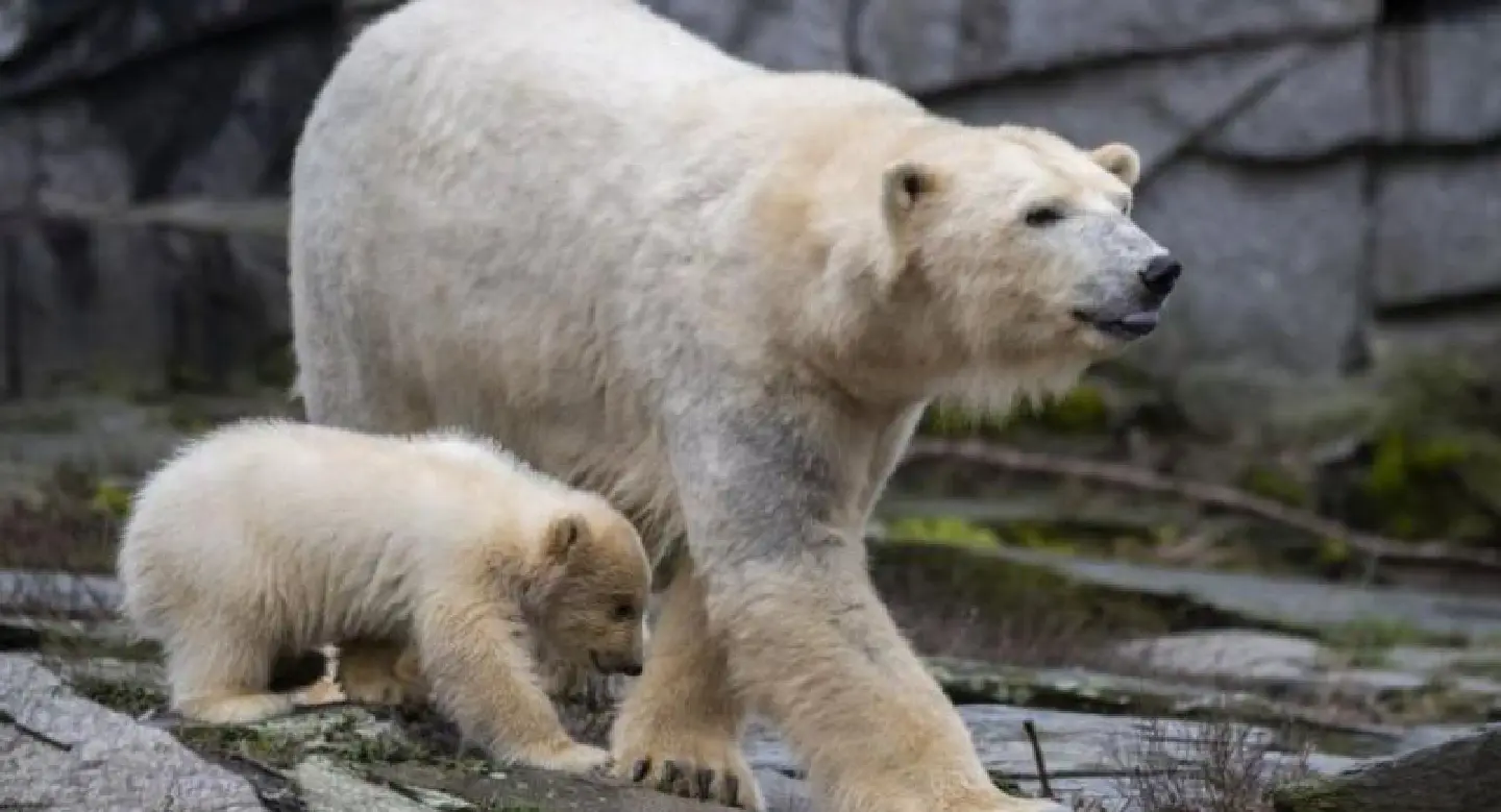 Cuddly polar bear cub makes splash in Berlin debut Cuddly polar bear cub makes splash in Berlin debut