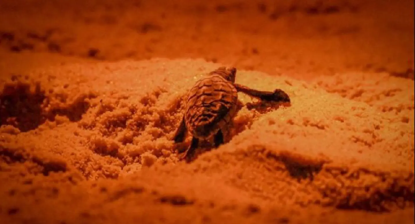 68 Olive ridley baby turtles hatch from nest in Phang Nga 68 Olive ridley baby turtles hatch from nest in Phang Nga