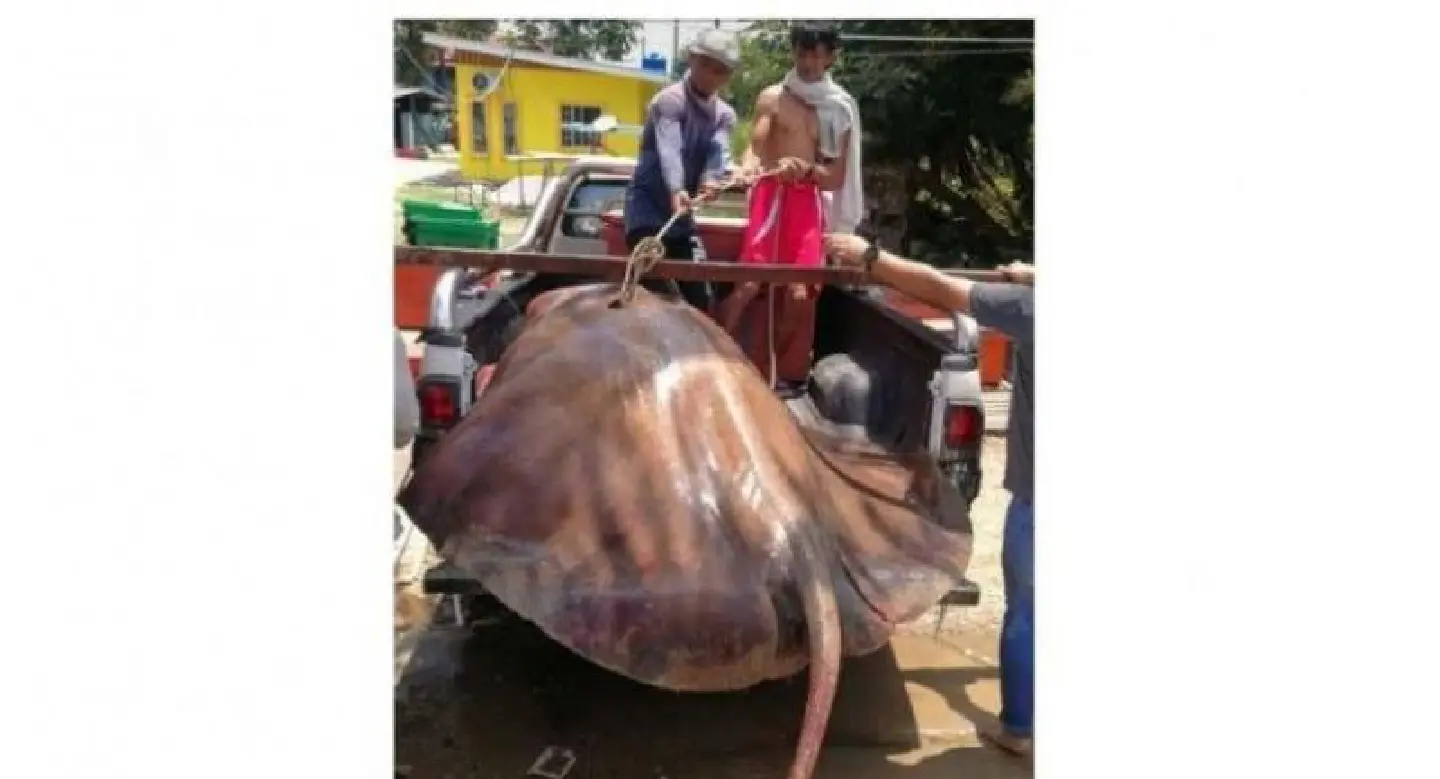 Why kill these gentle giants of the oceans, nature lovers question 150kg stingray catch