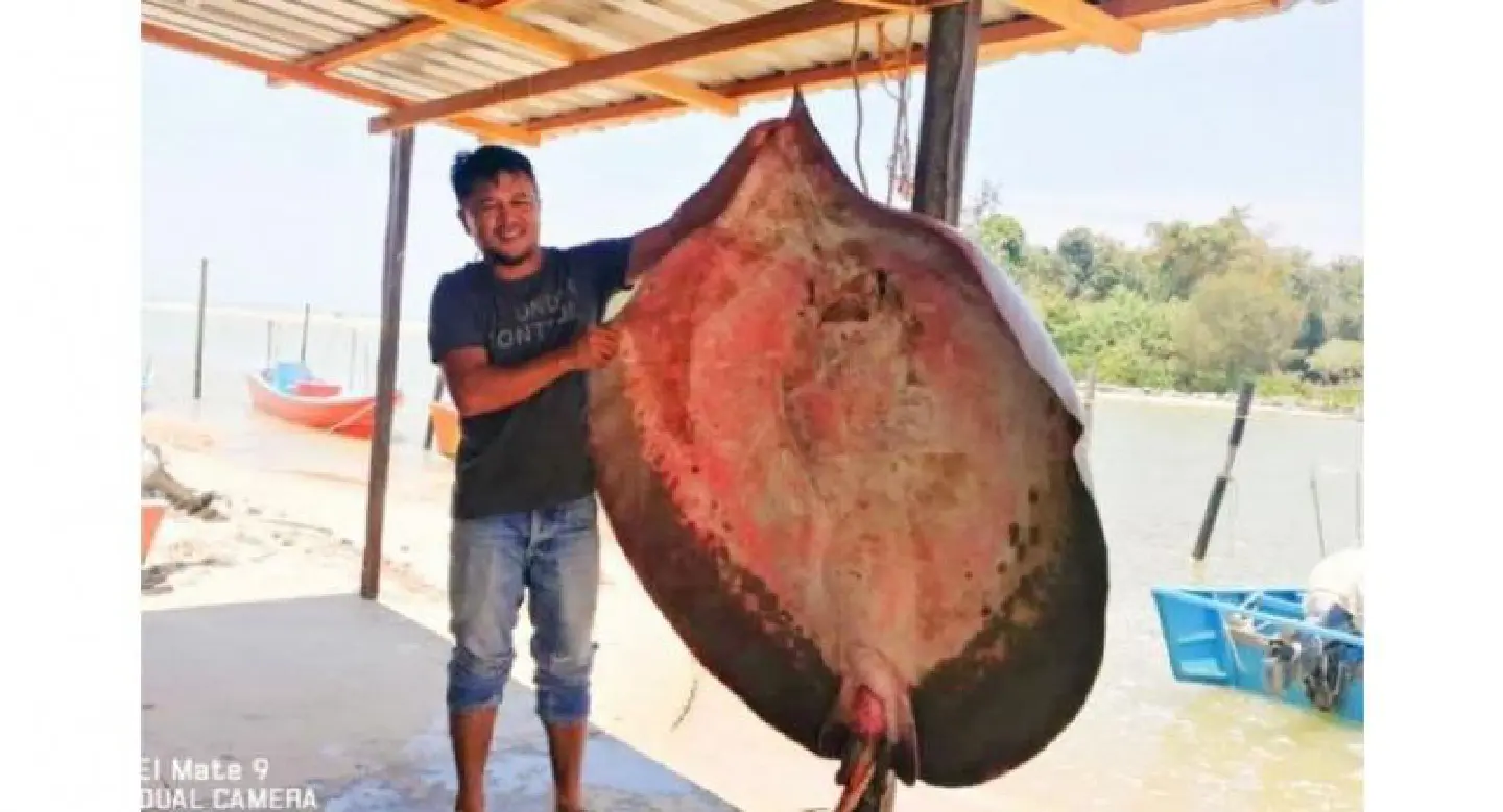 Giant stingray, weighing 150kg, caught in Kuala Sibuti Giant stingray, weighing 150kg, caught in Kuala Sibuti