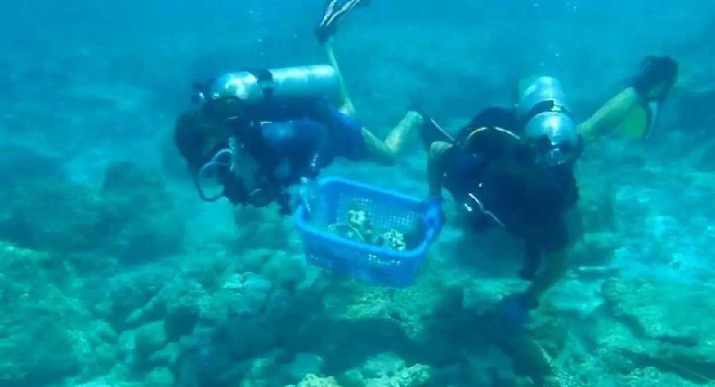 Volunteer divers needed for Maya Bay reef restoration Volunteer divers needed for Maya Bay reef restoration