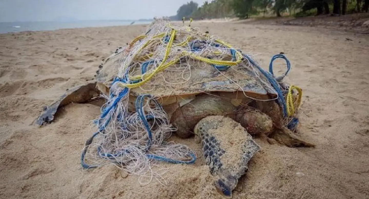 Sea turtle dies after getting tangled in fishing net