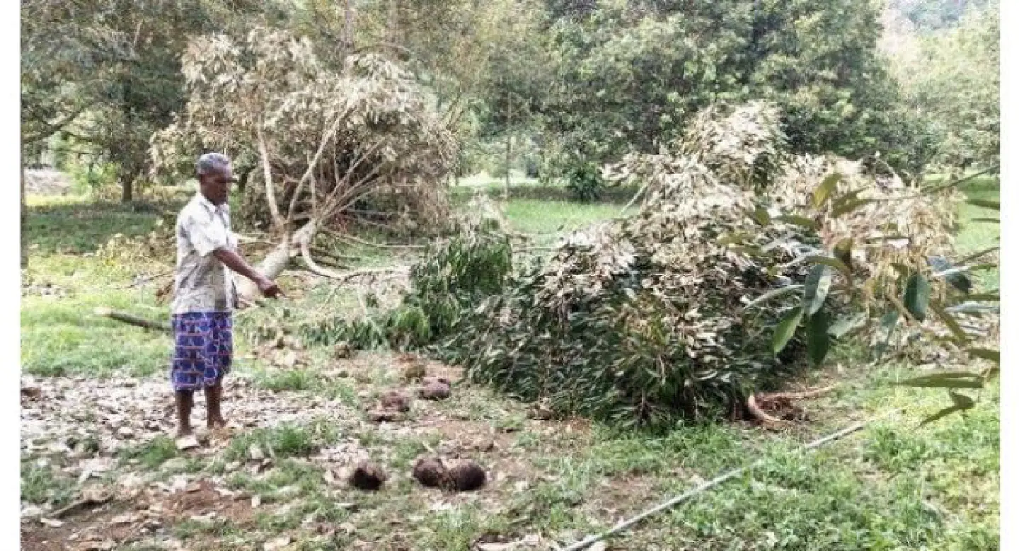 Wild elephants damage durian orchard in Chanthaburi Wild elephants damage durian orchard in Chanthaburi