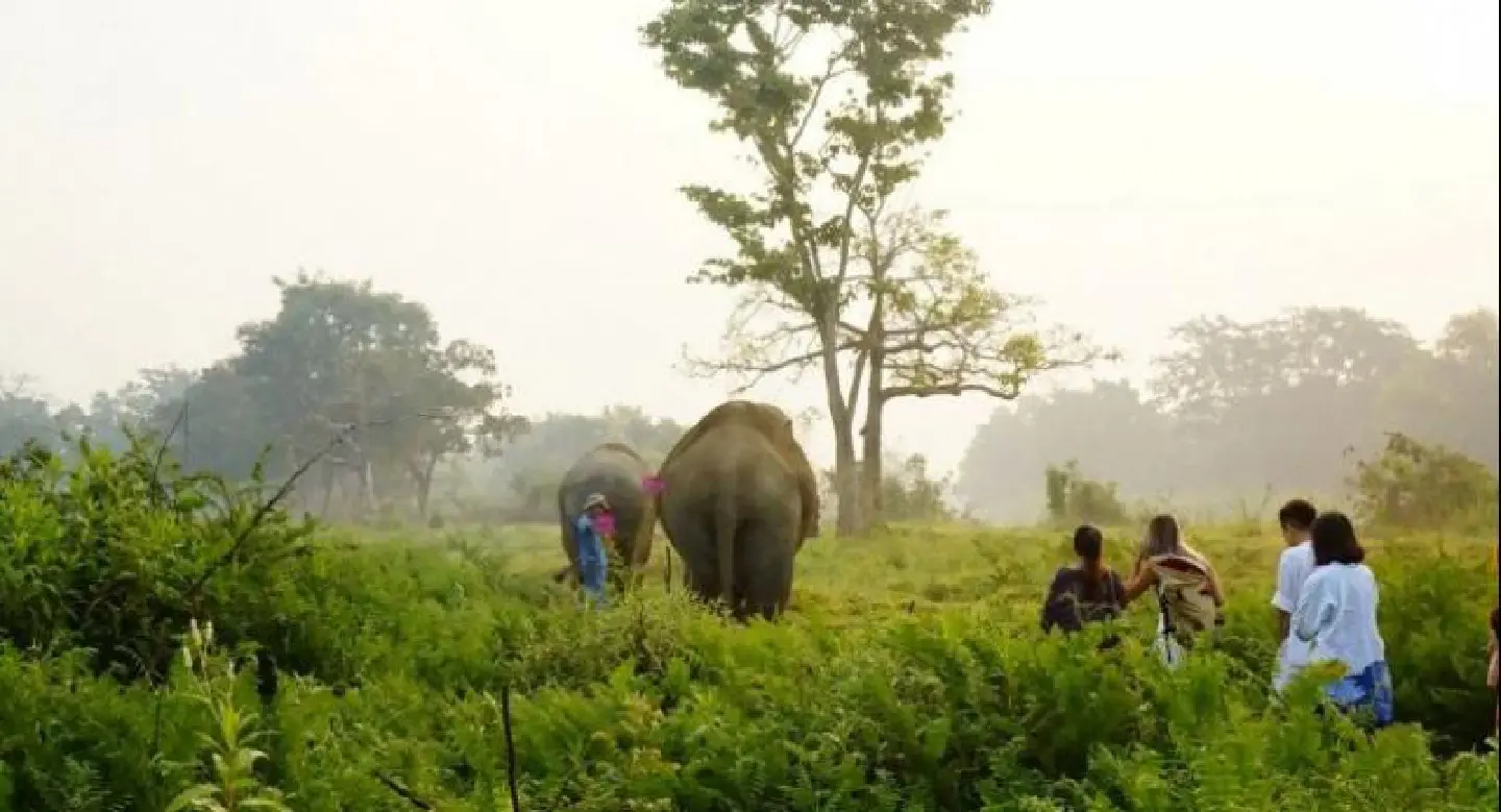 An elephantine task An elephantine task