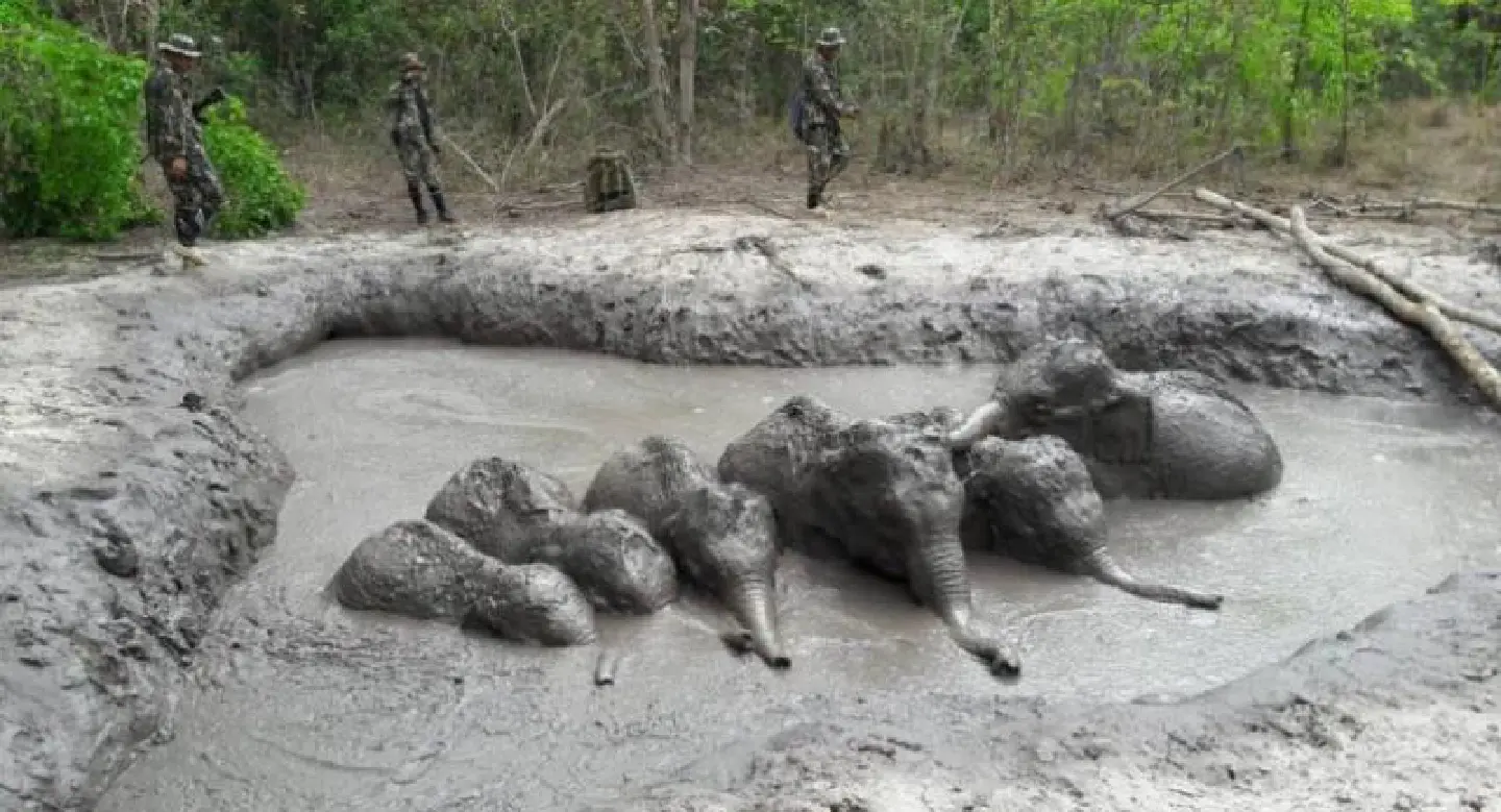 Stranded baby elephants rescued by Thai rangers