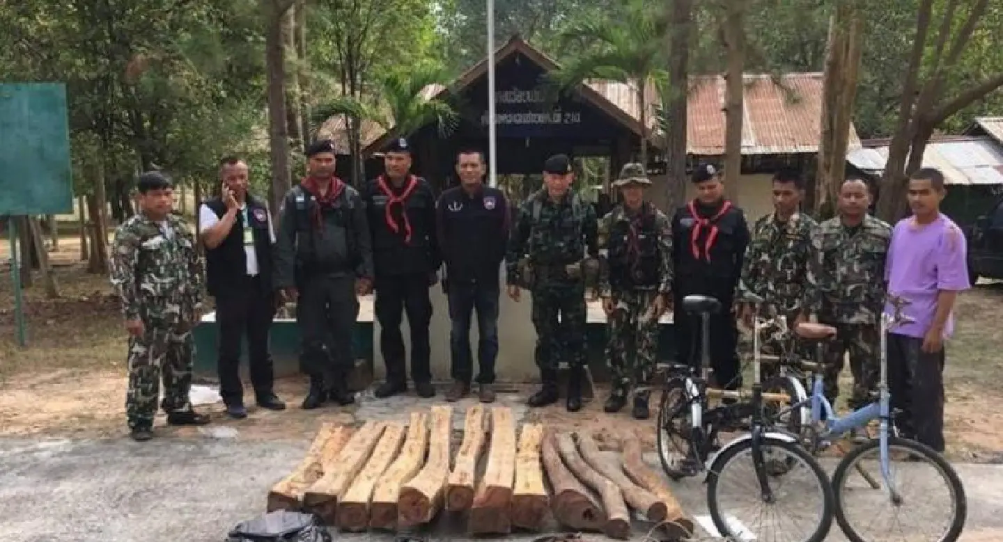 Siamese rosewood logs and bicycles seized but smugglers flee after Surin stake-out