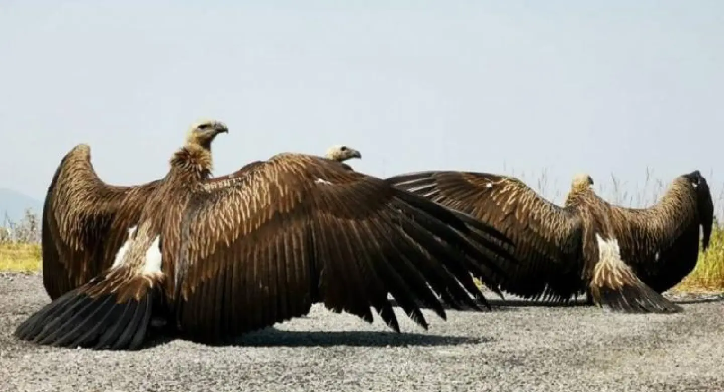 Recovered vultures set free at Doi Pha Hom Pok National Park