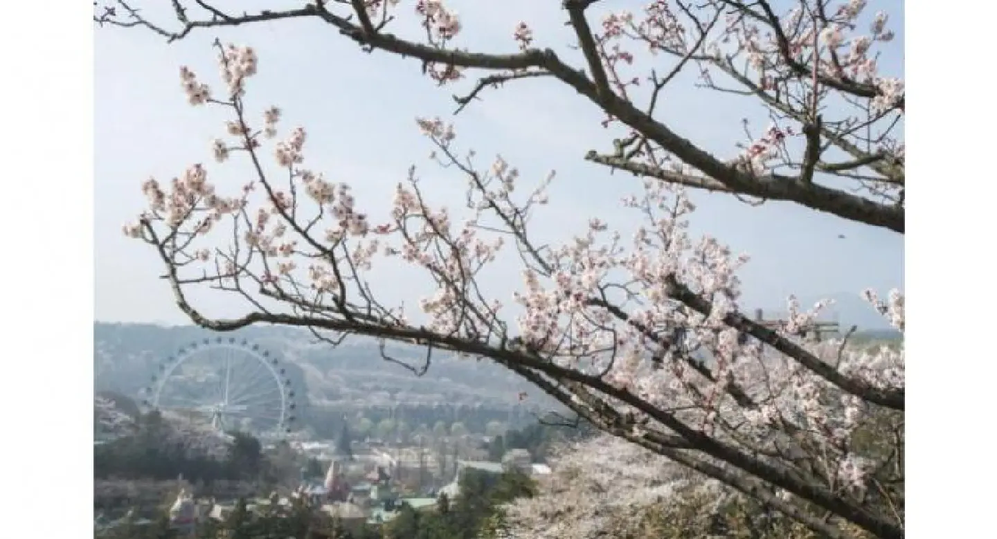 Blossoms and racing cars Blossoms and racing cars