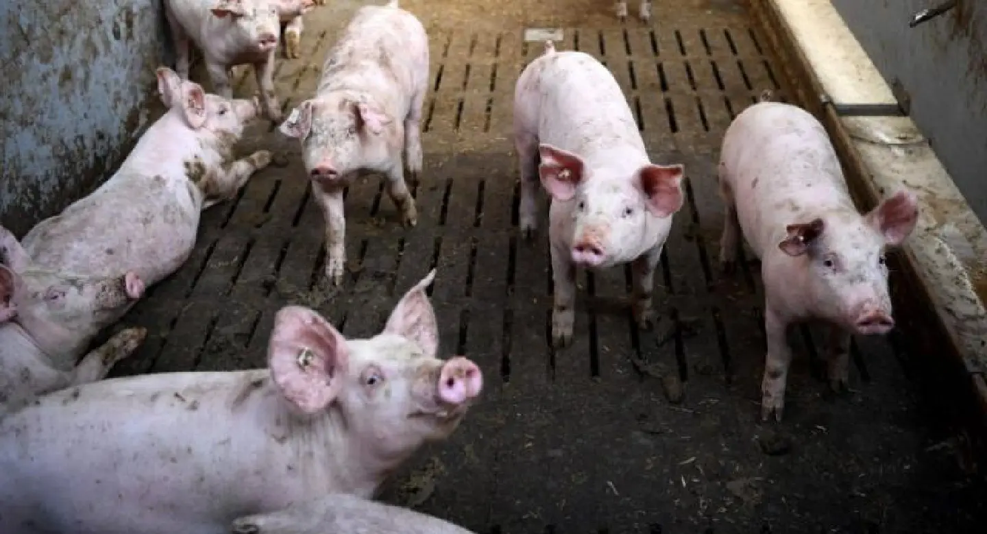 Cabinet okays Bt148m to prevent outbreak of African swine flu Cabinet okays Bt148m to prevent outbreak of African swine flu