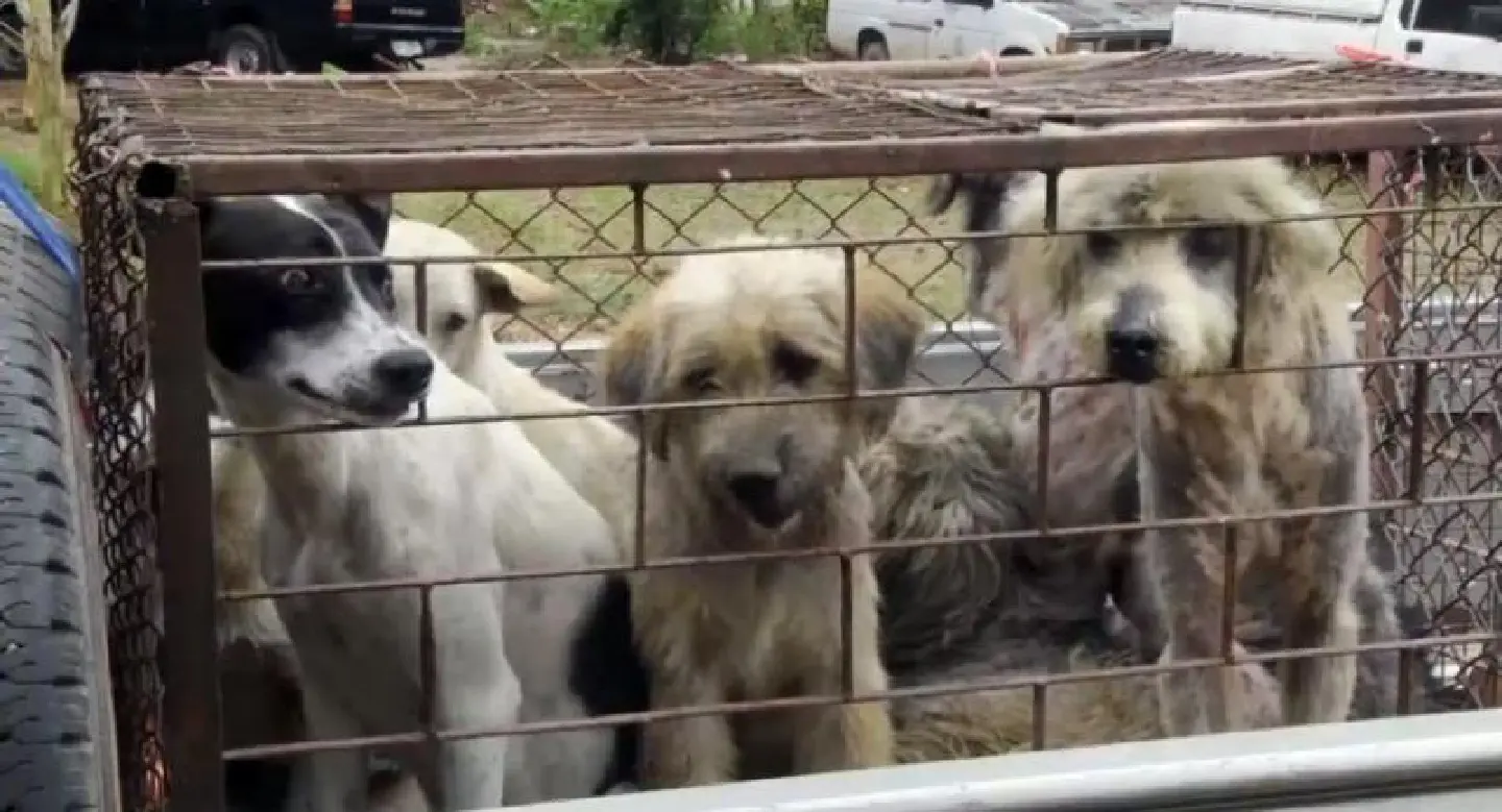 Avoid petting animals during summer