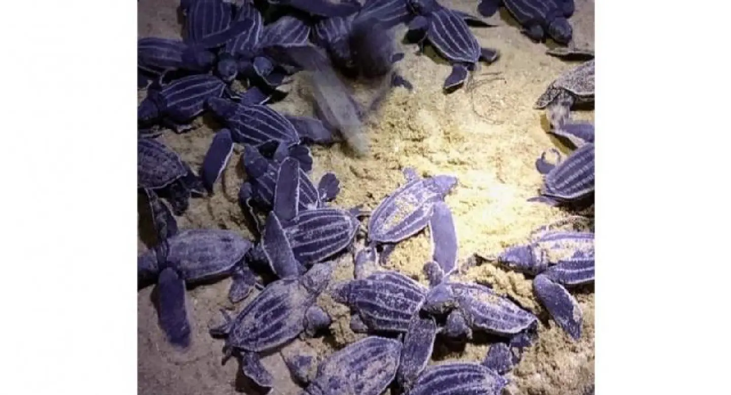 SPECIAL REPORT: Hope stirs with every turtle  hatchling