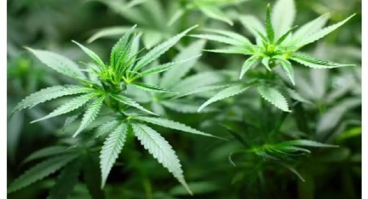 Deadline to register medical marijuana May 19, FDA chief says Deadline to register medical marijuana May 19, FDA chief says