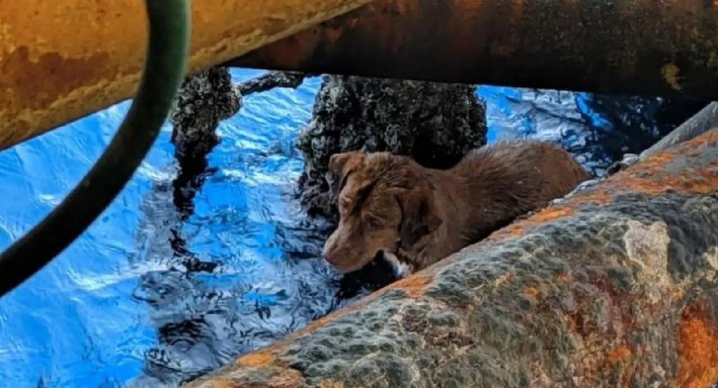 Dog pulled from ruff seas 220 kms off Thai coast to be adopted by rescuer