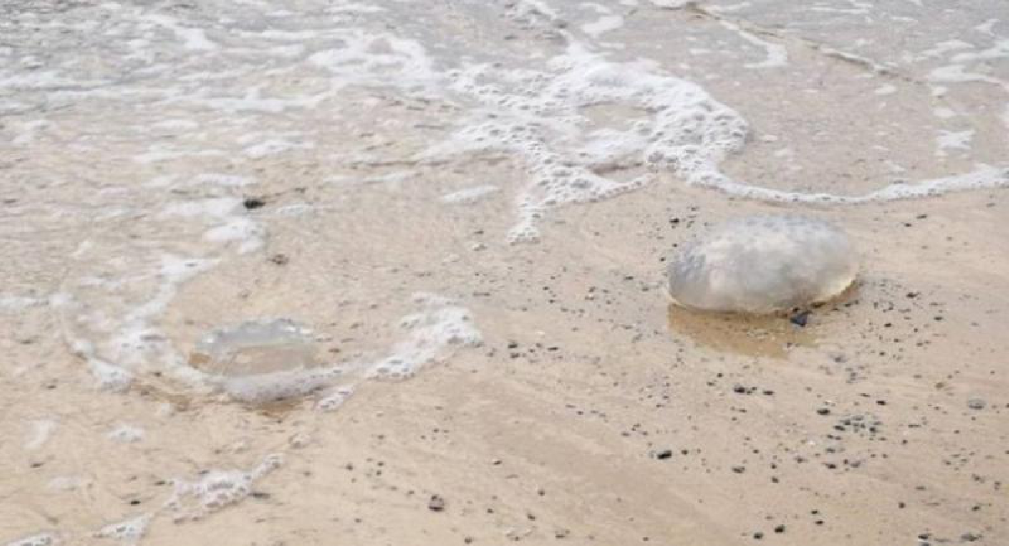 Hundreds of jellyfish wash up on Krabi beach
