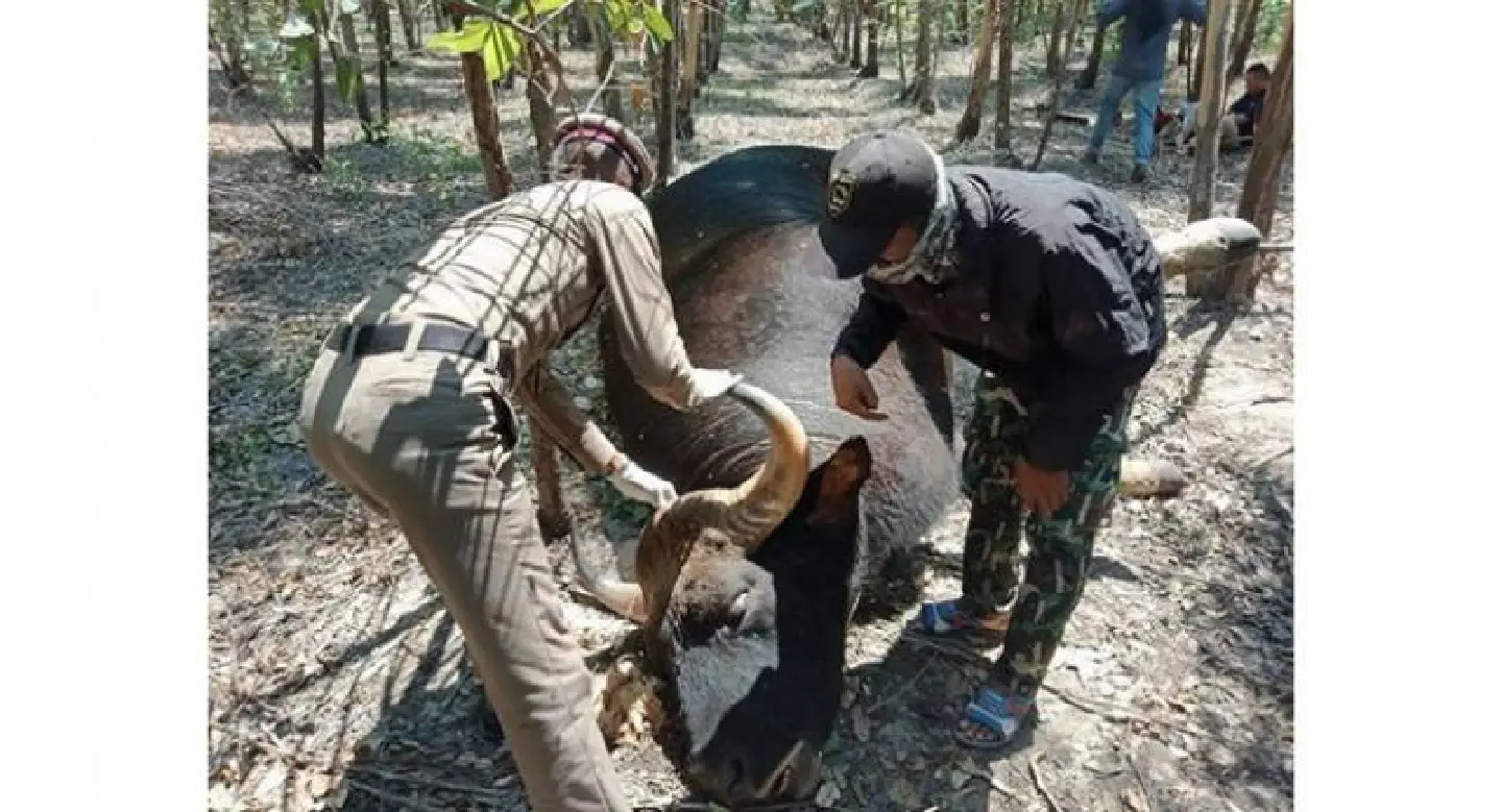 Gaur found dead in Prachin Buri Gaur found dead in Prachin Buri