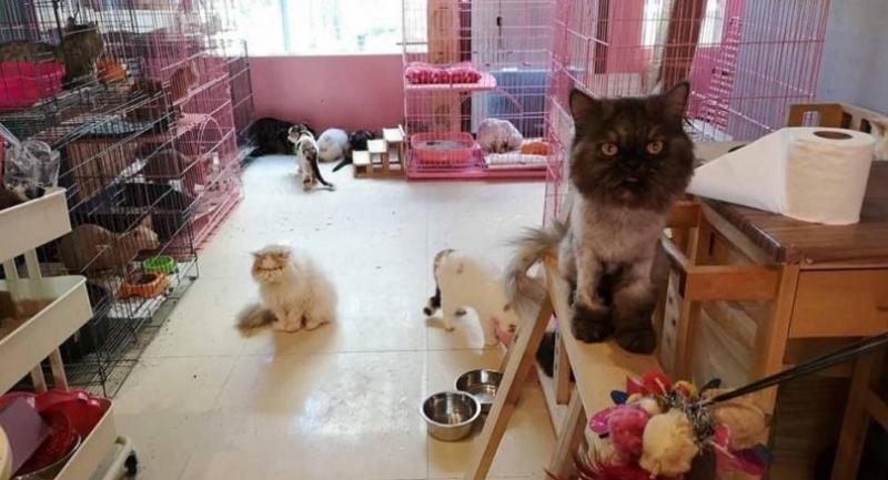 38 cats rescued from closed ‘cafe'