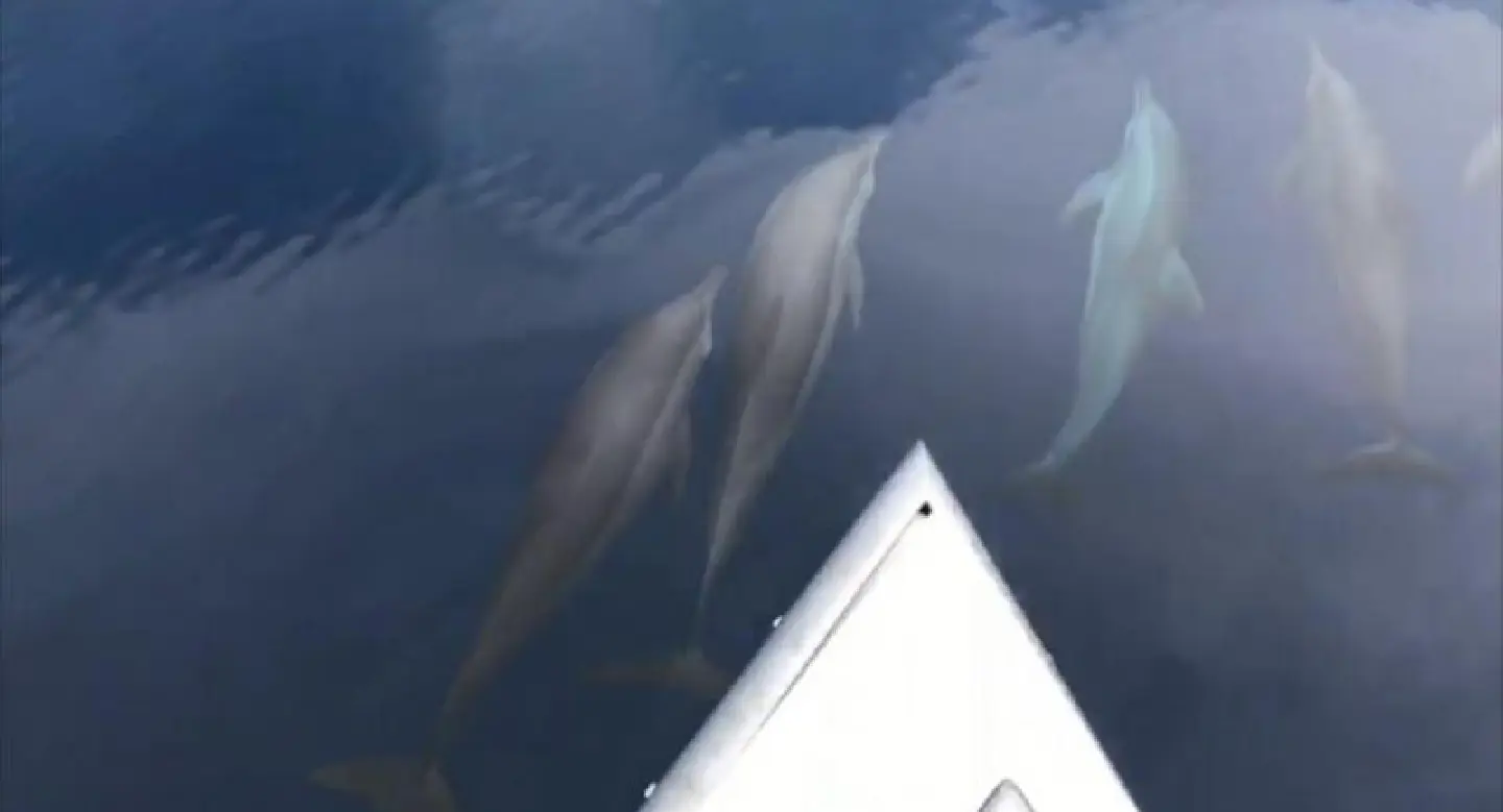 Dolphins seen playing near Similans