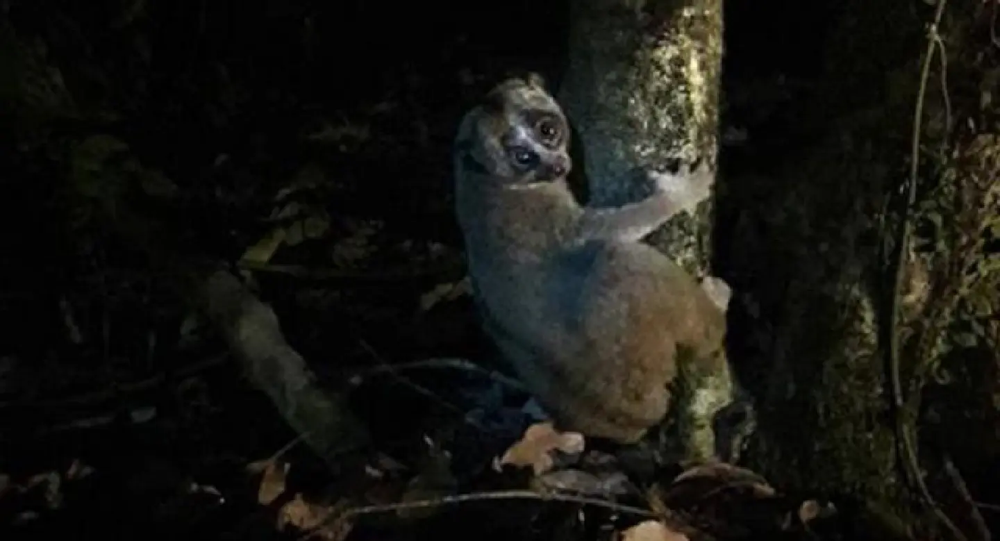 Slow loris released back into Phuket forest