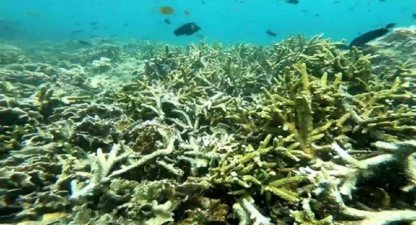 Trang coral extensively damaged after tourist influx over Songkran Trang coral extensively damaged after tourist influx over Songkran