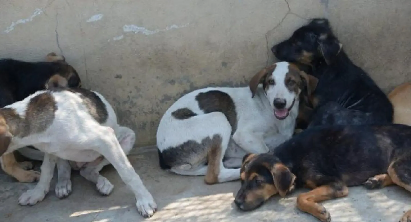 Year’s first rabies death prompts warnings Year’s first rabies death prompts warnings