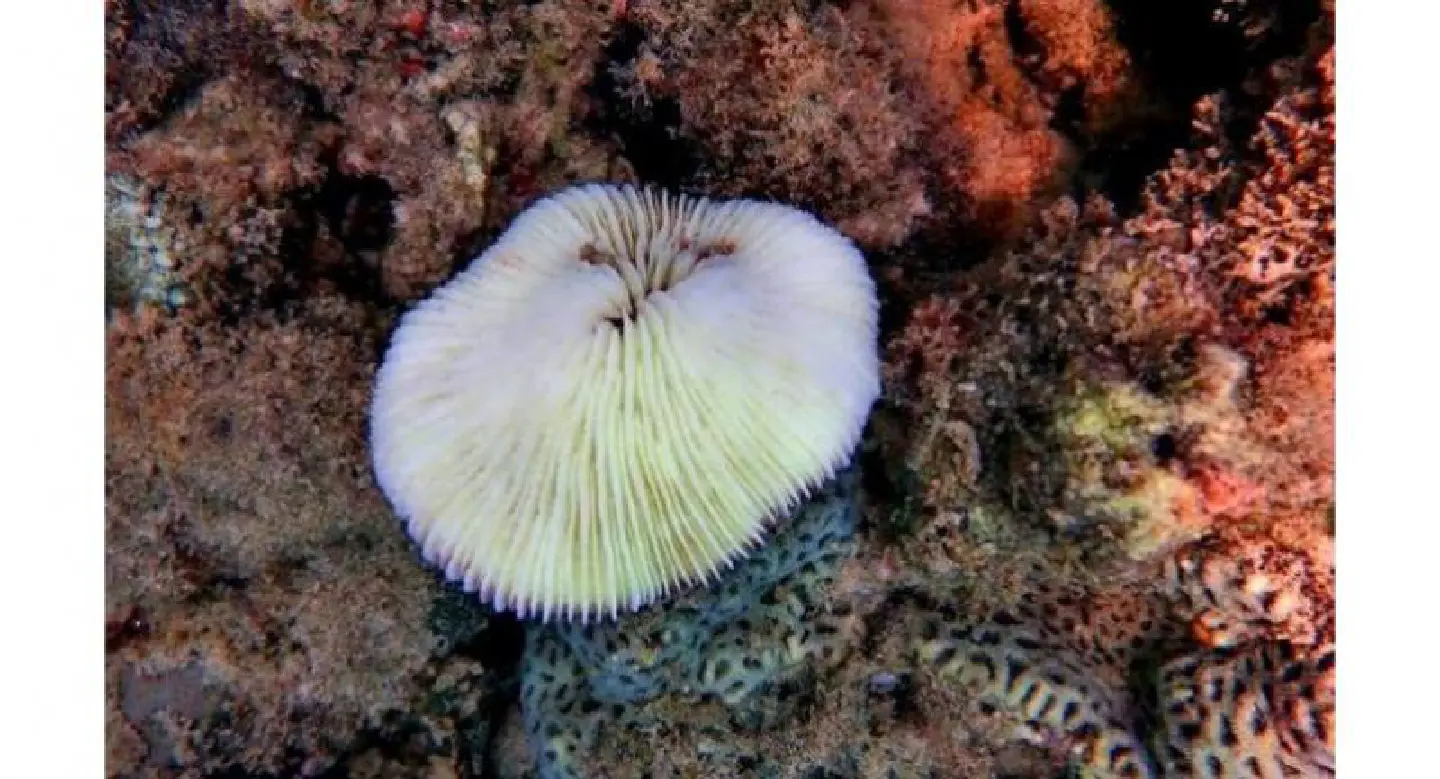 Coral off Phuket suffering from bleaching Coral off Phuket suffering from bleaching