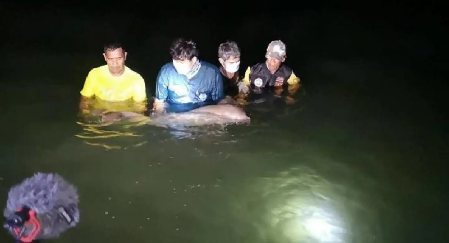 Young dugong rescued in Krabi, taken back to Trang home waters Young dugong rescued in Krabi, taken back to Trang home waters