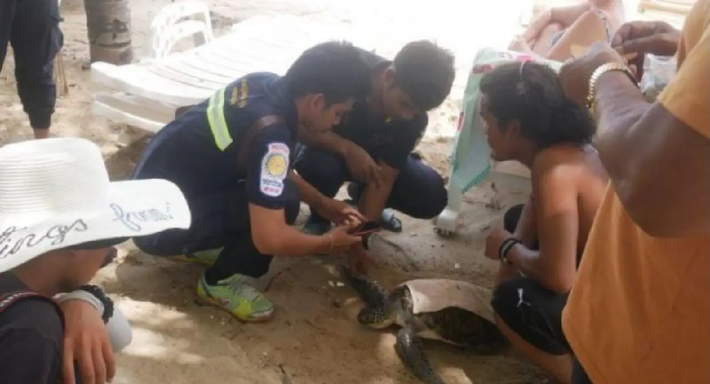 Sea turtle rescued on Kamala beach Sea turtle rescued on Kamala beach