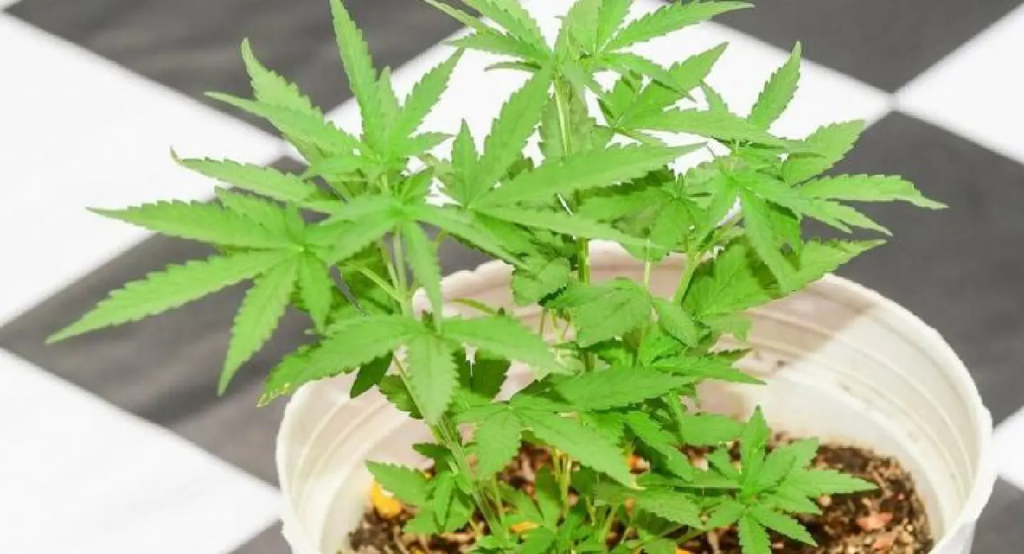 Legalisation of marijuana boosts organisations’ interest in research