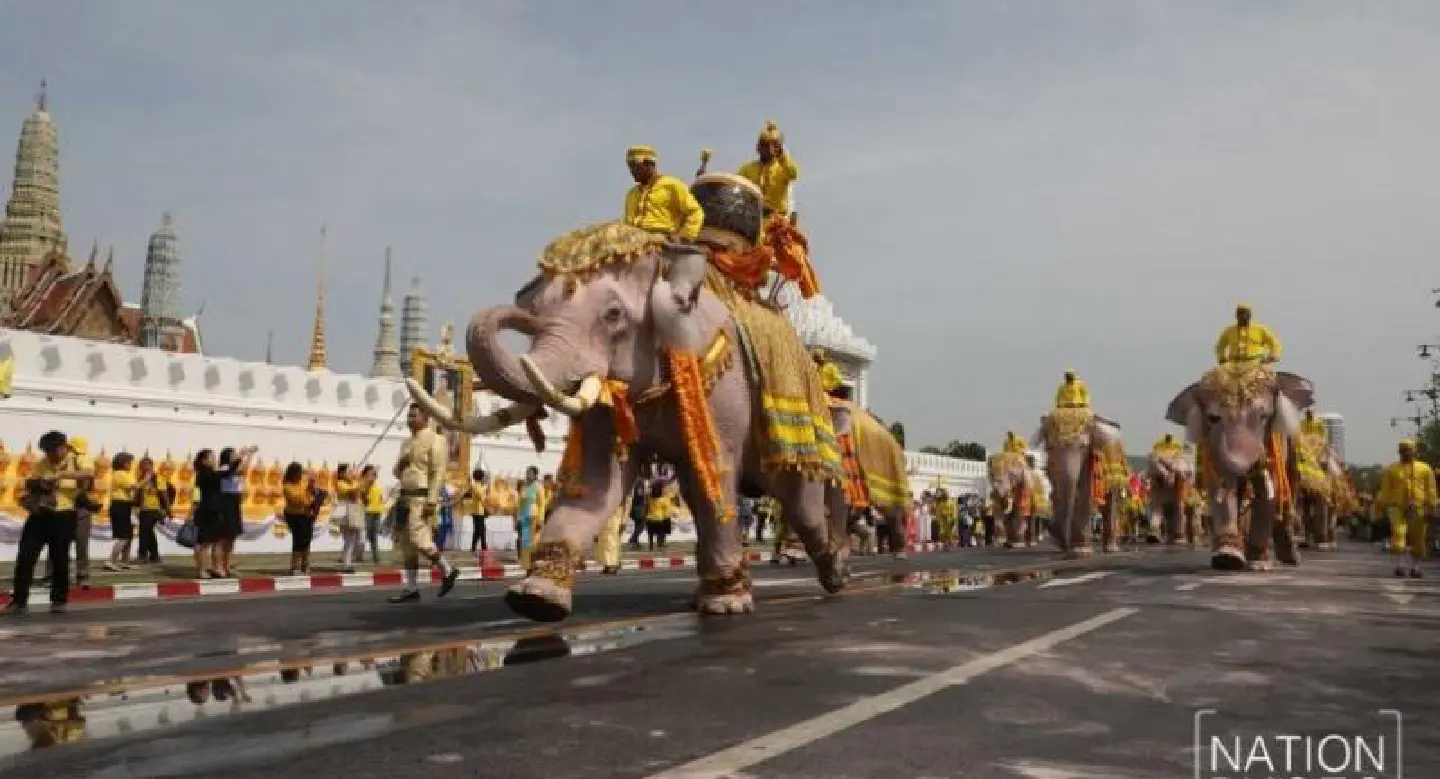 11 beautiful elephants march in homage to His Majesty