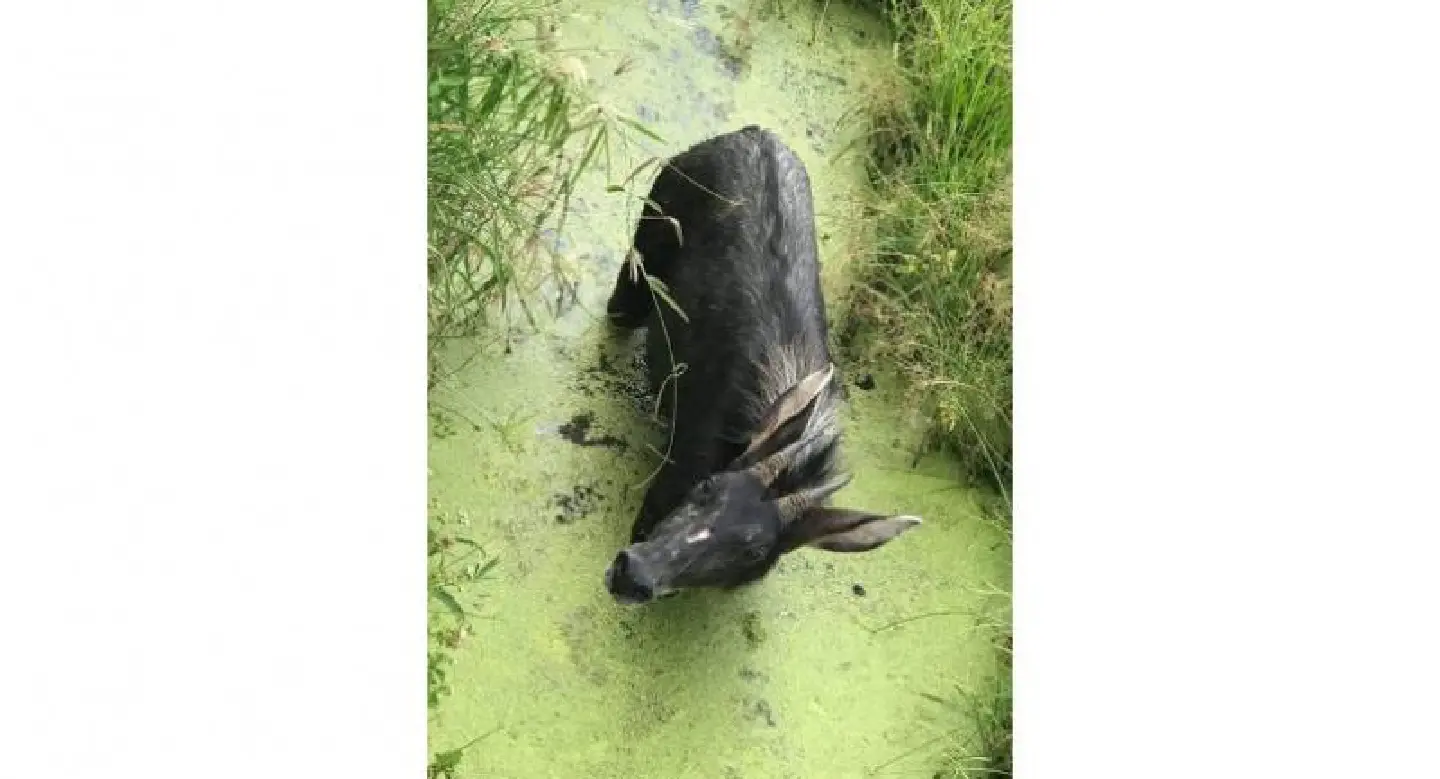 Rare serow rescued from Uthai Thani rice field