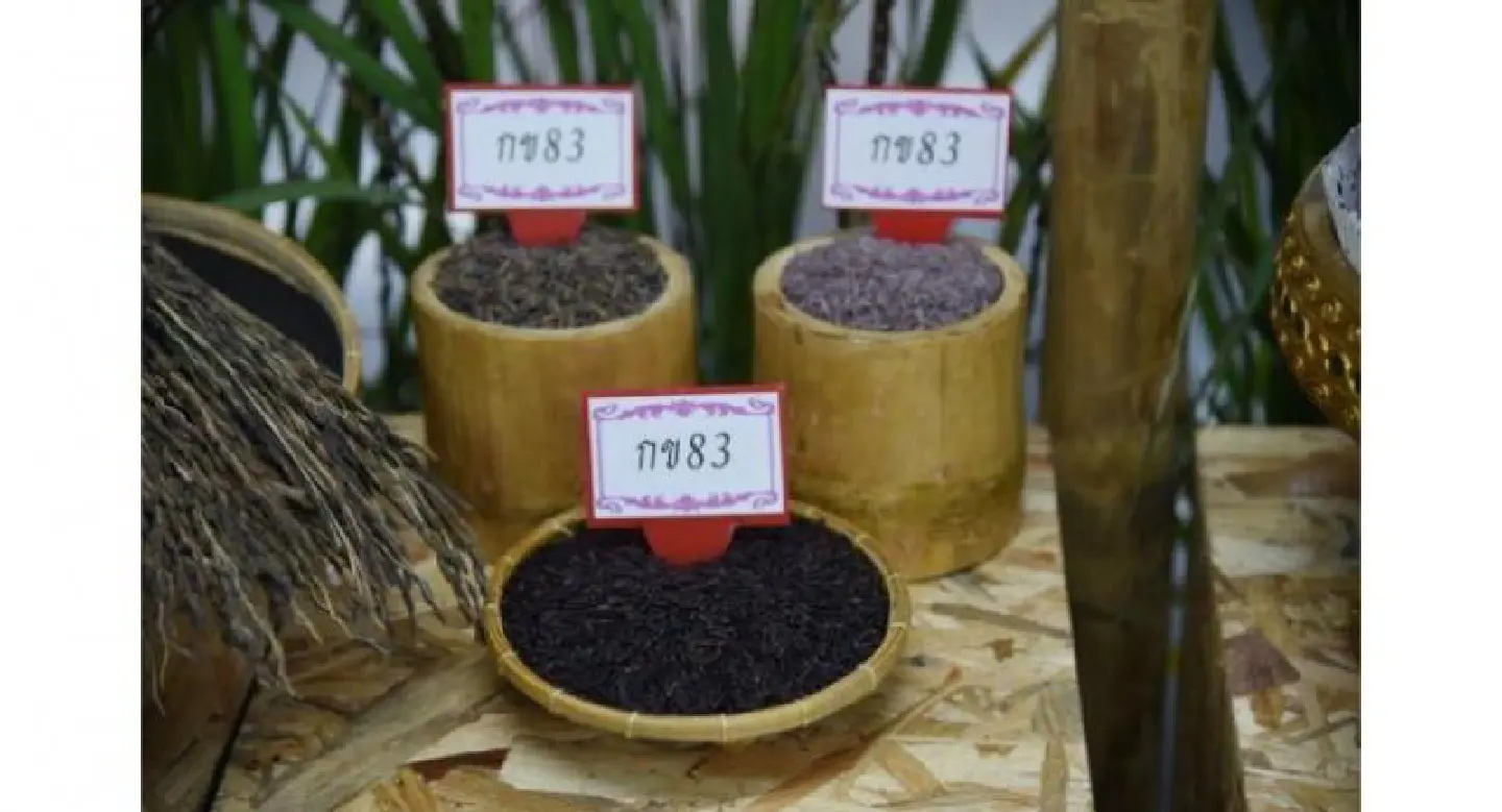 Five rice varieties launched in honour of Royal Coronation