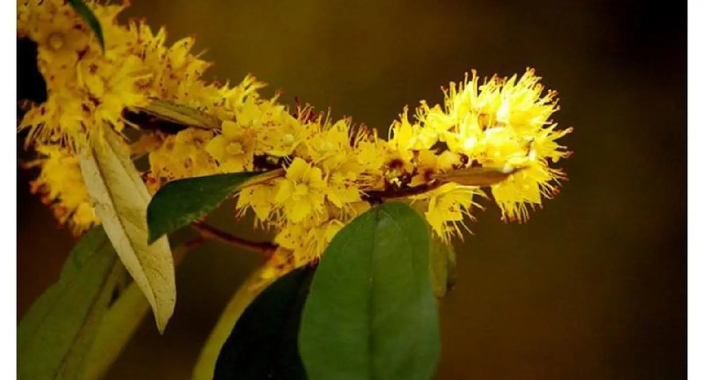 Blooming ‘Yellow Stars’ to mark His Majesty’s reign Blooming ‘Yellow Stars’ to mark His Majesty’s reign