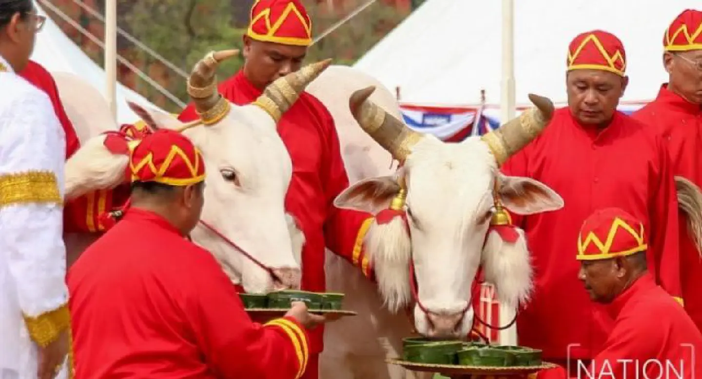 His Majesty the King presides over the royal Ploughing Ceremony His Majesty the King presides over the royal Ploughing Ceremony