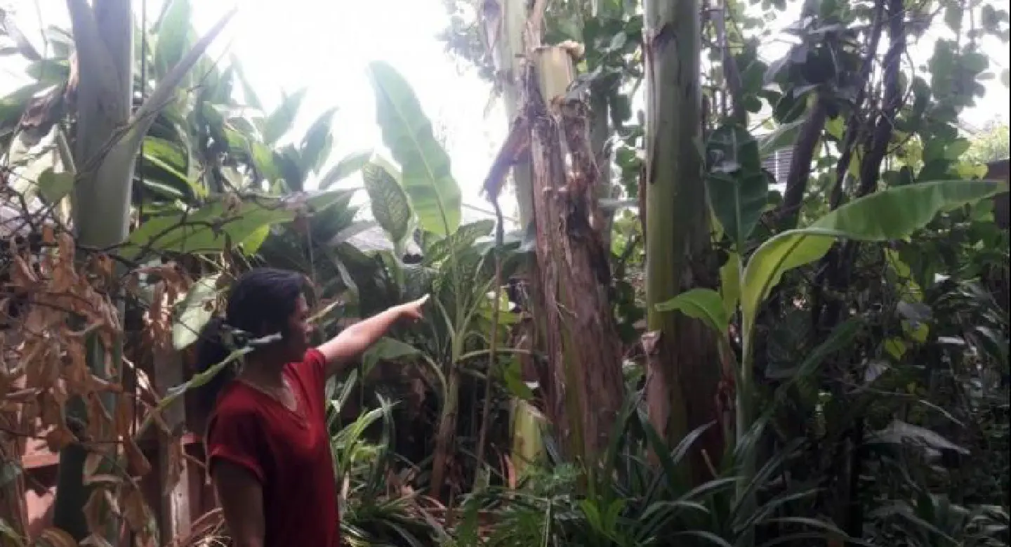 Bangkok woman, 70, dies while picking bananas