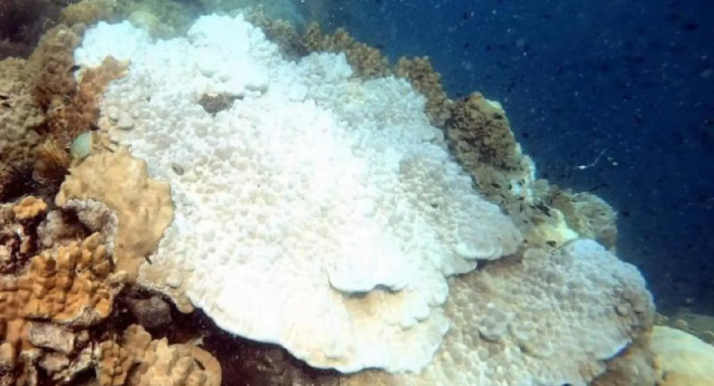 Massive corals off Rayong beginning to bleach Massive corals off Rayong beginning to bleach