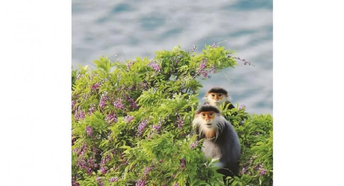 Save the Red-shanked Doucs of Son Tra in Vietnam