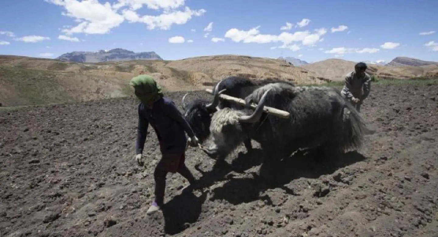 At least 300 Himalayan yaks starve to death in India At least 300 Himalayan yaks starve to death in India