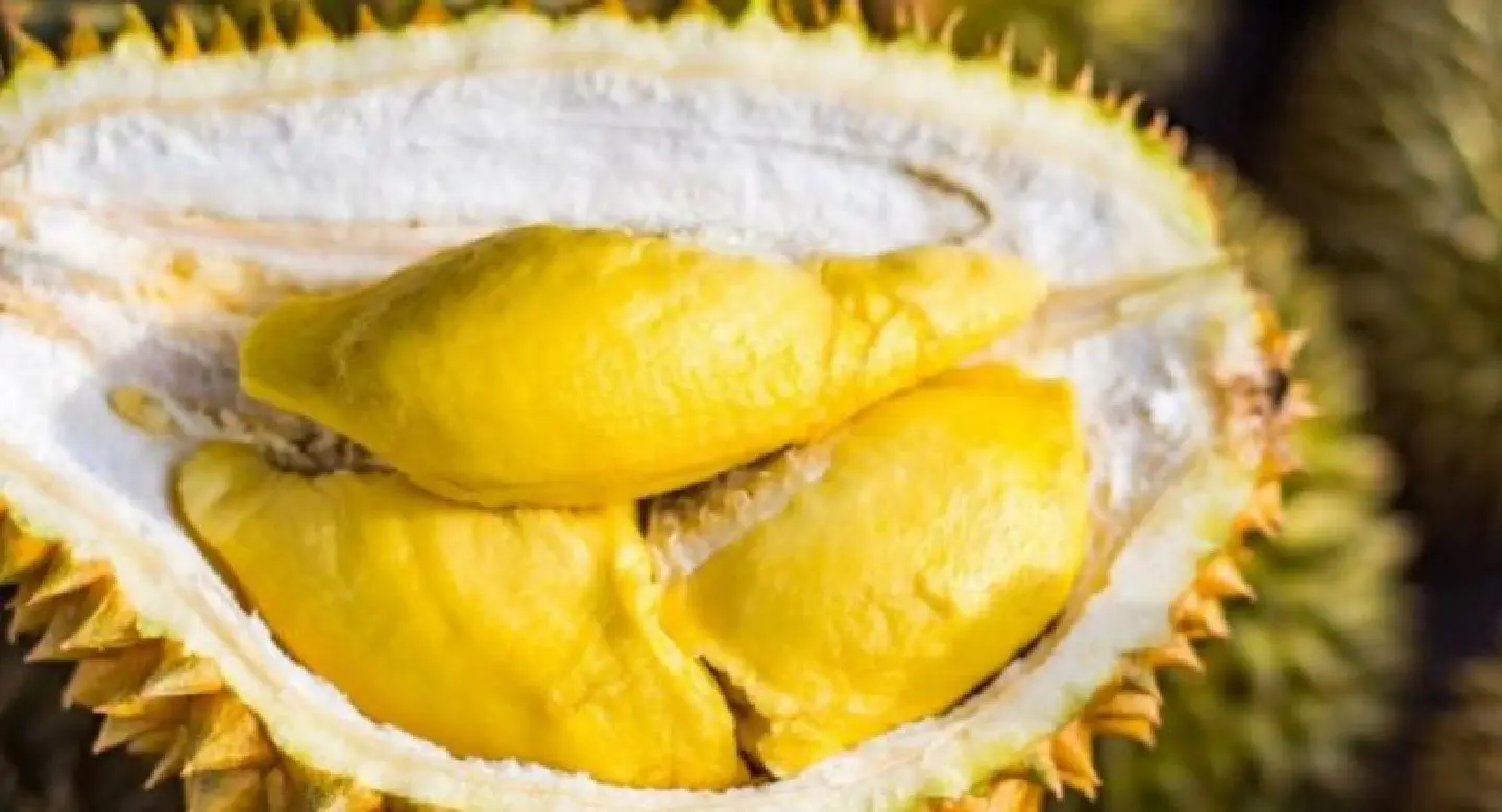Smell of durian prompts evacuation of Australian university Smell of durian prompts evacuation of Australian university