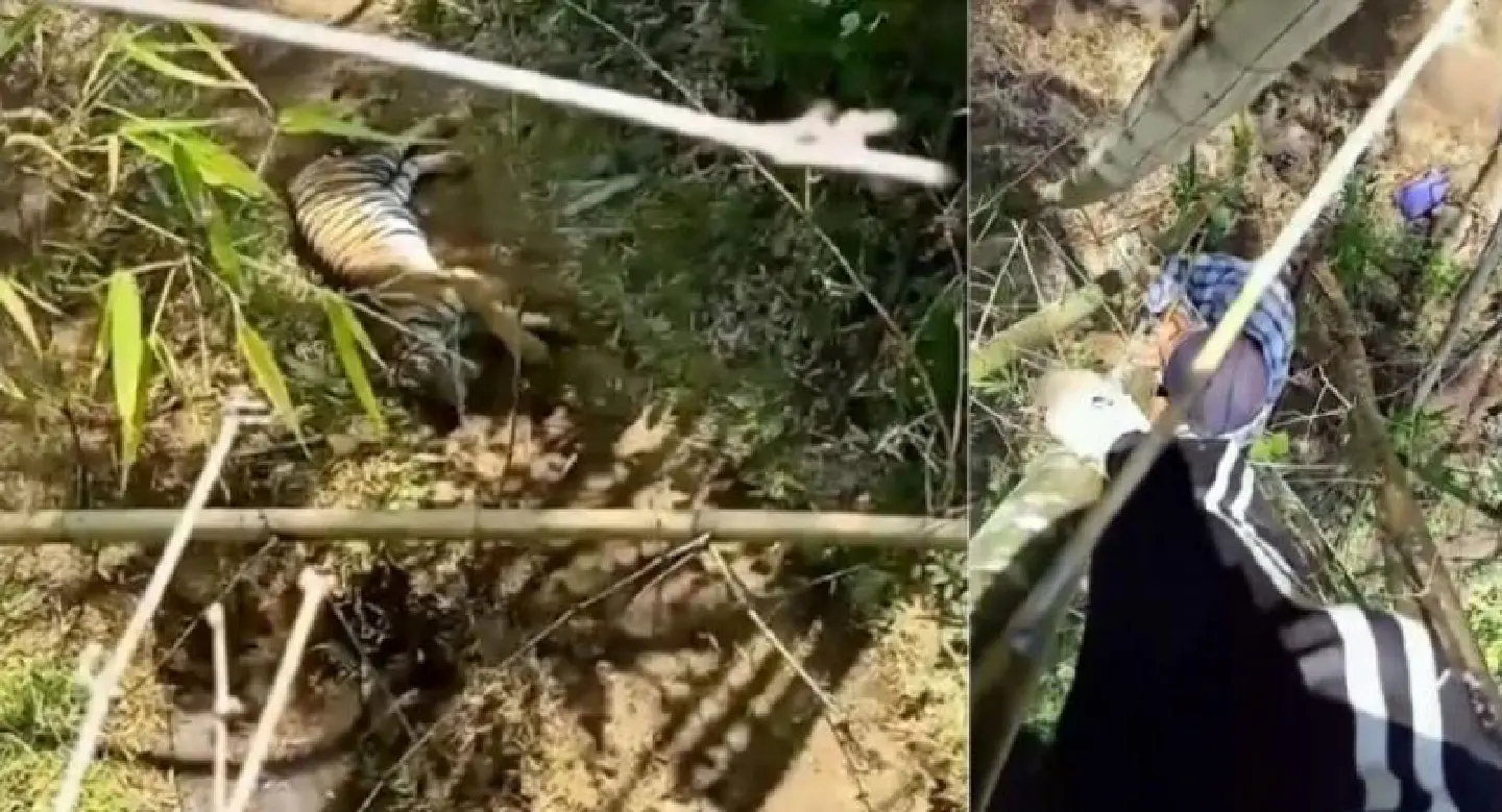 Calls for forest closure to boost tiger numbers