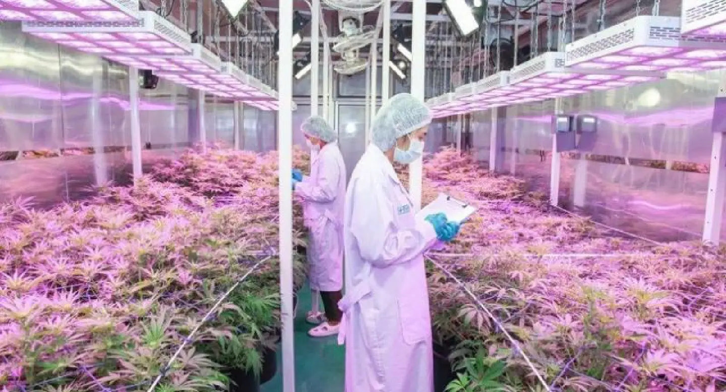 Govt cannabis plants begin to bud: medic Govt cannabis plants begin to bud: medic