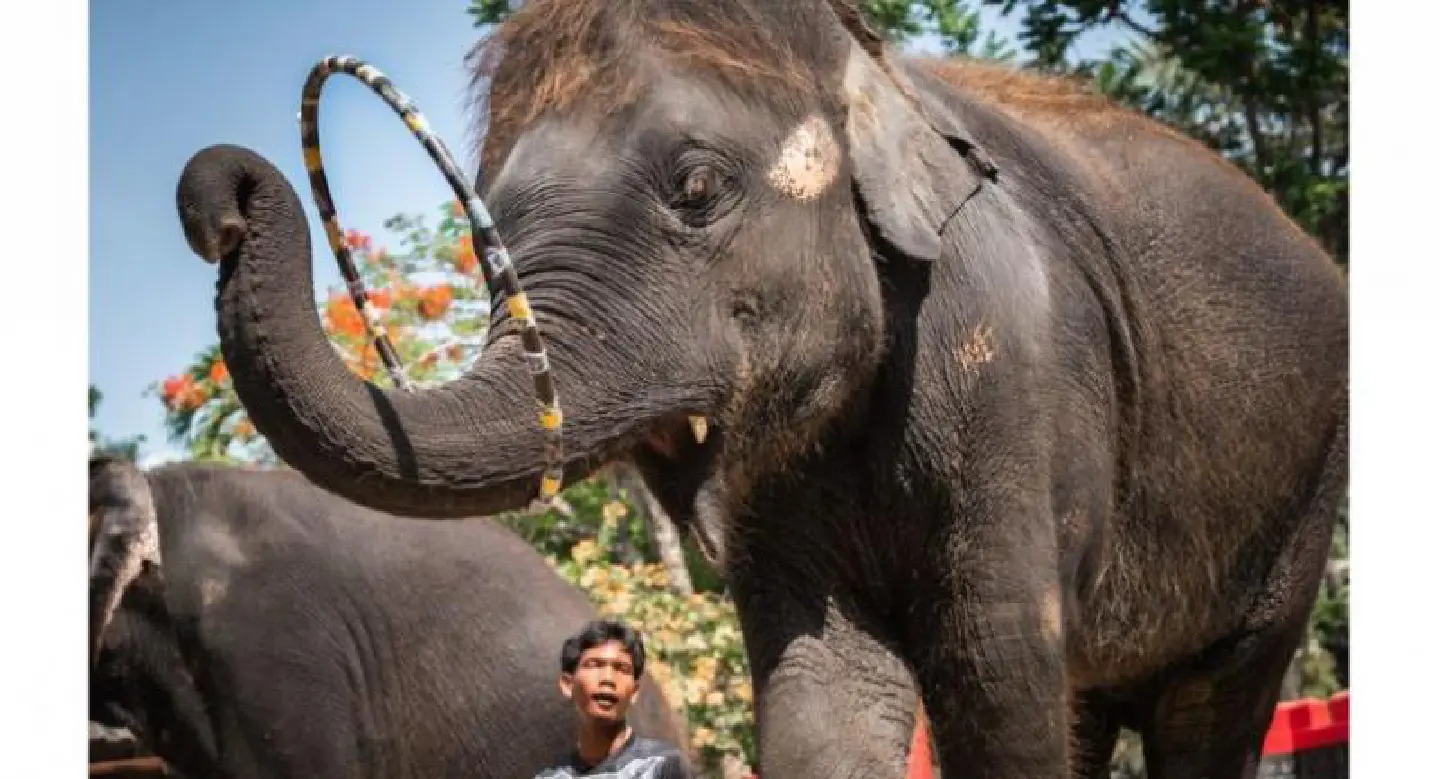 Phuket Zoo baby elephant ‘Dumbo’ has died Phuket Zoo baby elephant ‘Dumbo’ has died