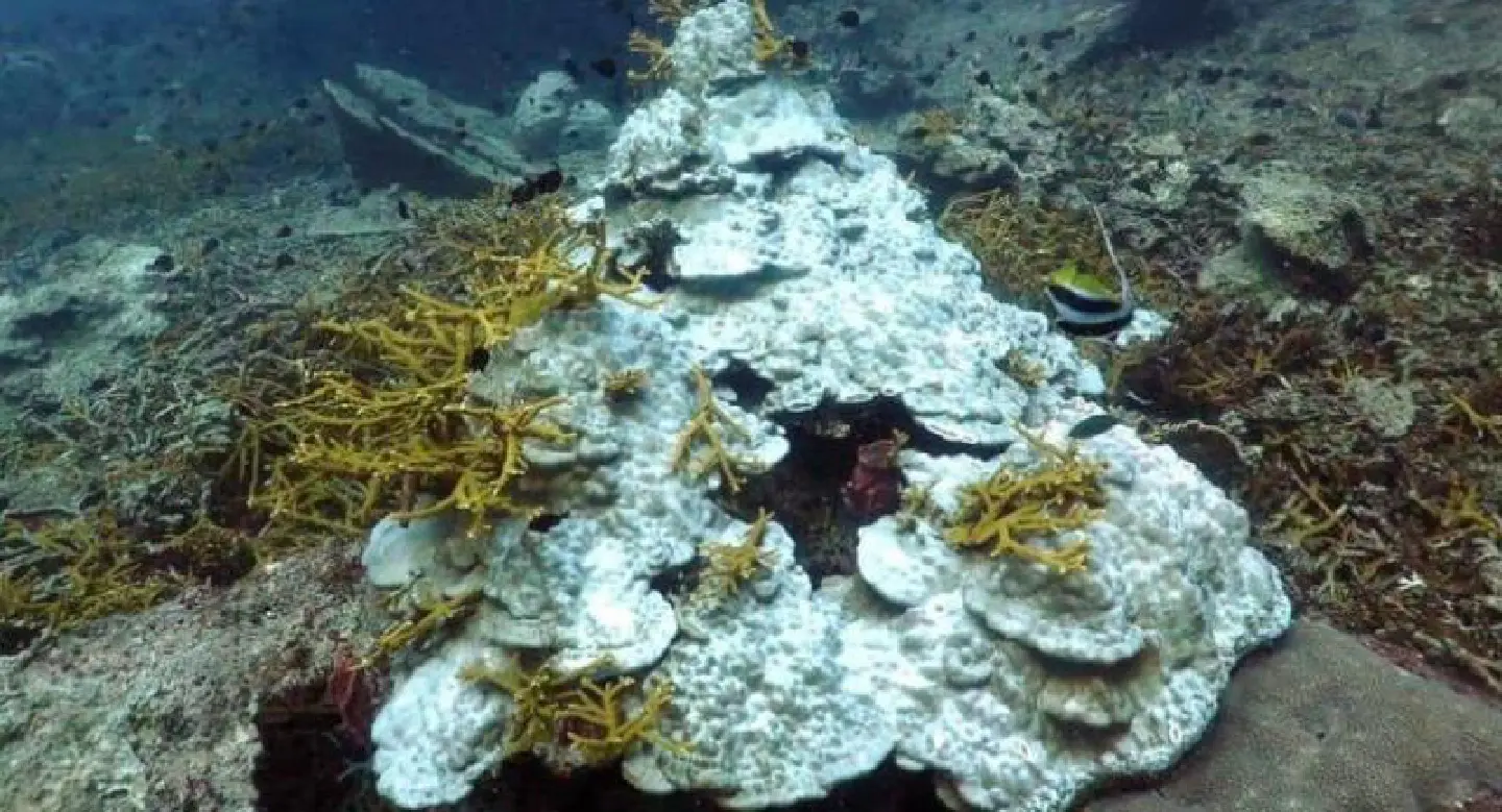 Corals bleaching off Pattani coast Corals bleaching off Pattani coast