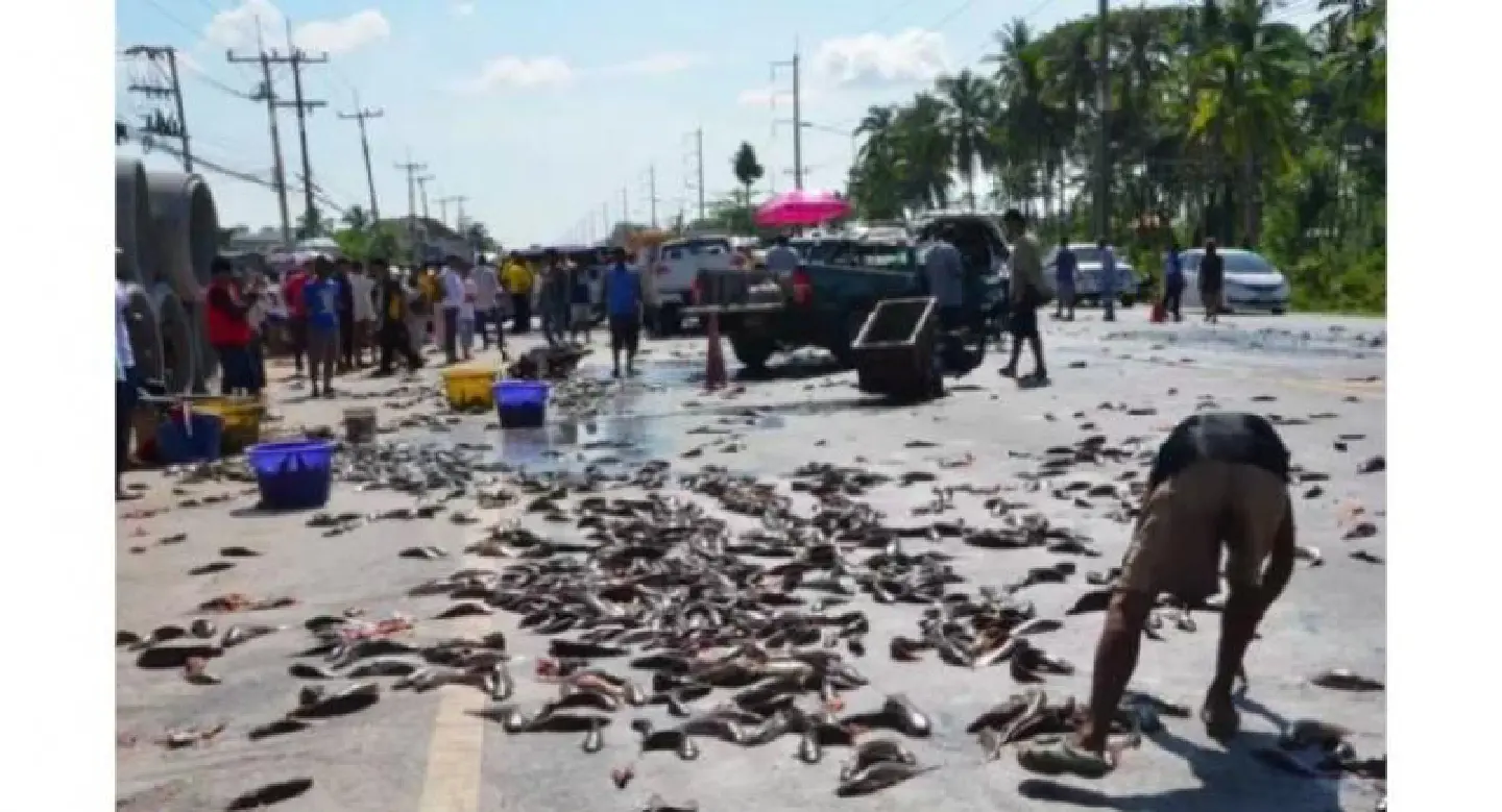 Woman killed, nine people injured in seven-vehicle pileup that covered road with catfish in Nakhon S