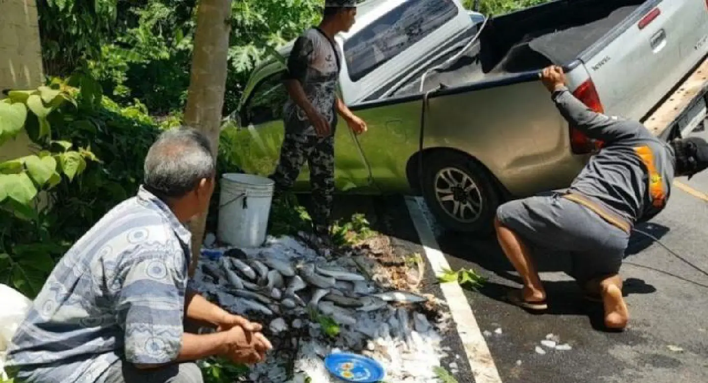 Driver, all five passengers unhurt after seafood delivery pickup truck overturns in Krabi
