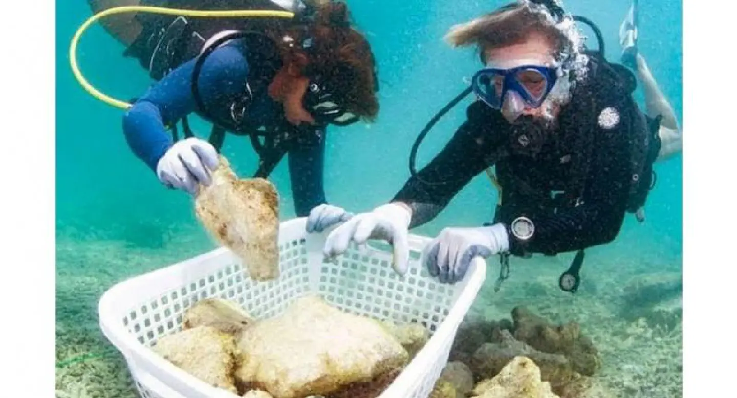 Thousands of young corals being moved to deeper water at Maya Bay