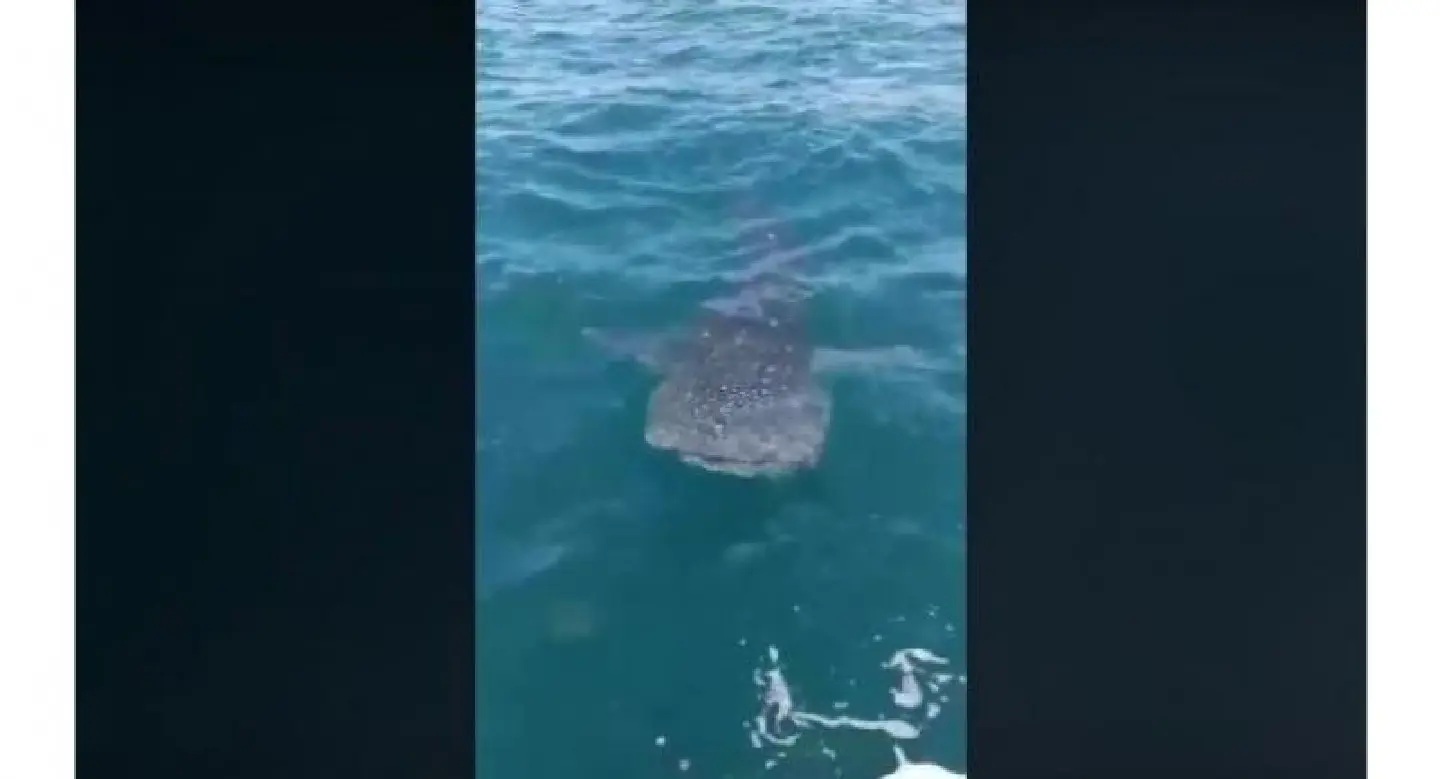 Whale shark sighted off Koh Racha