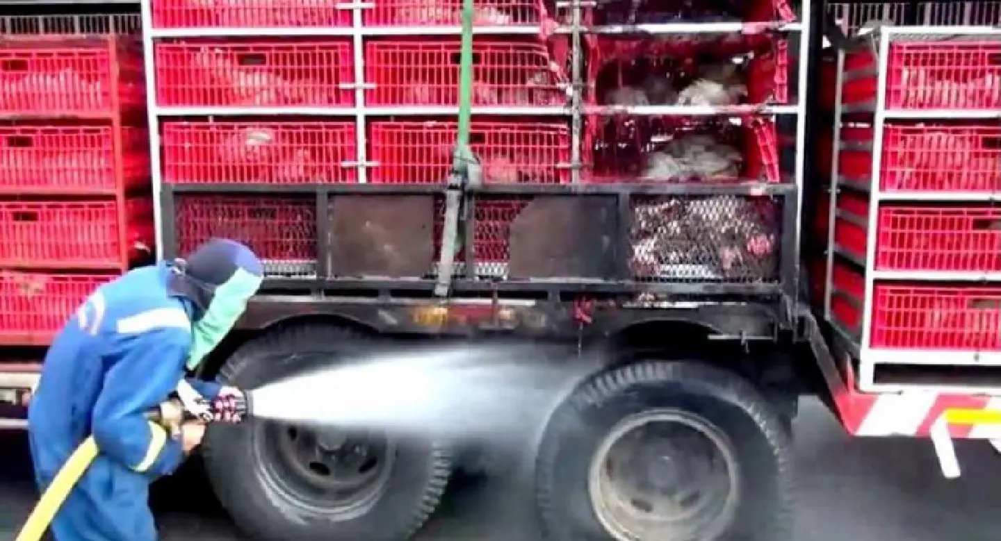 200 chickens burned alive as truck catches fire in Chon Buri 200 chickens burned alive as truck catches fire in Chon Buri