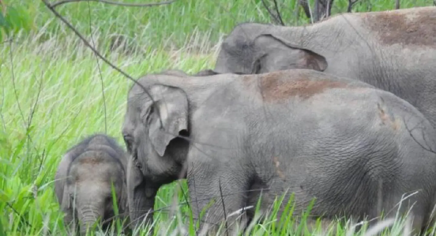 Villagers urged not harm wild elephants Villagers urged not harm wild elephants