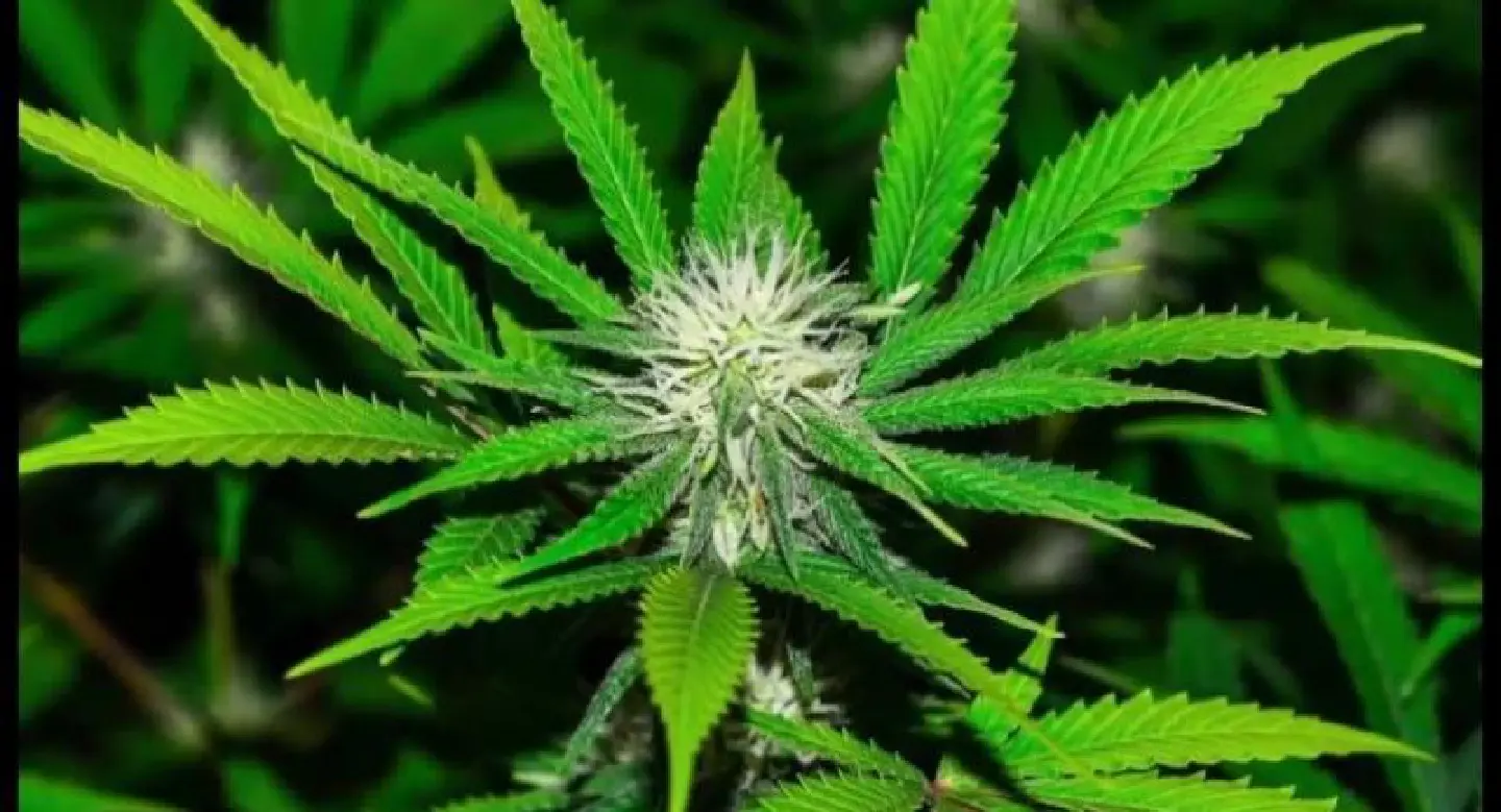 Cabinet approves seven conditions for regulation of marijuana Cabinet approves seven conditions for regulation of marijuana